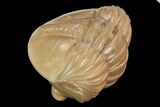 Wide, Enrolled Asaphus Trilobite - Russia #126156-3